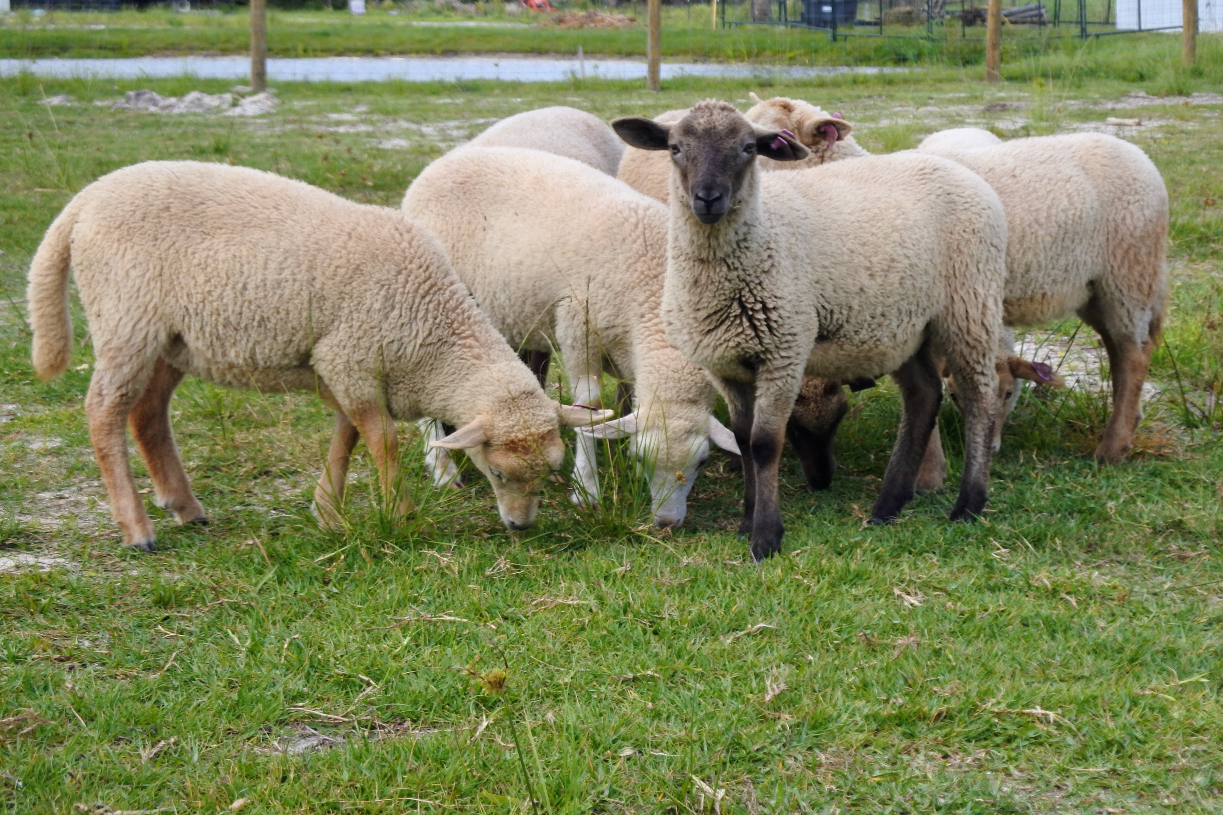 Robin Raudabaugh Farm 2026 Lambing Season – Robin Lane Farms