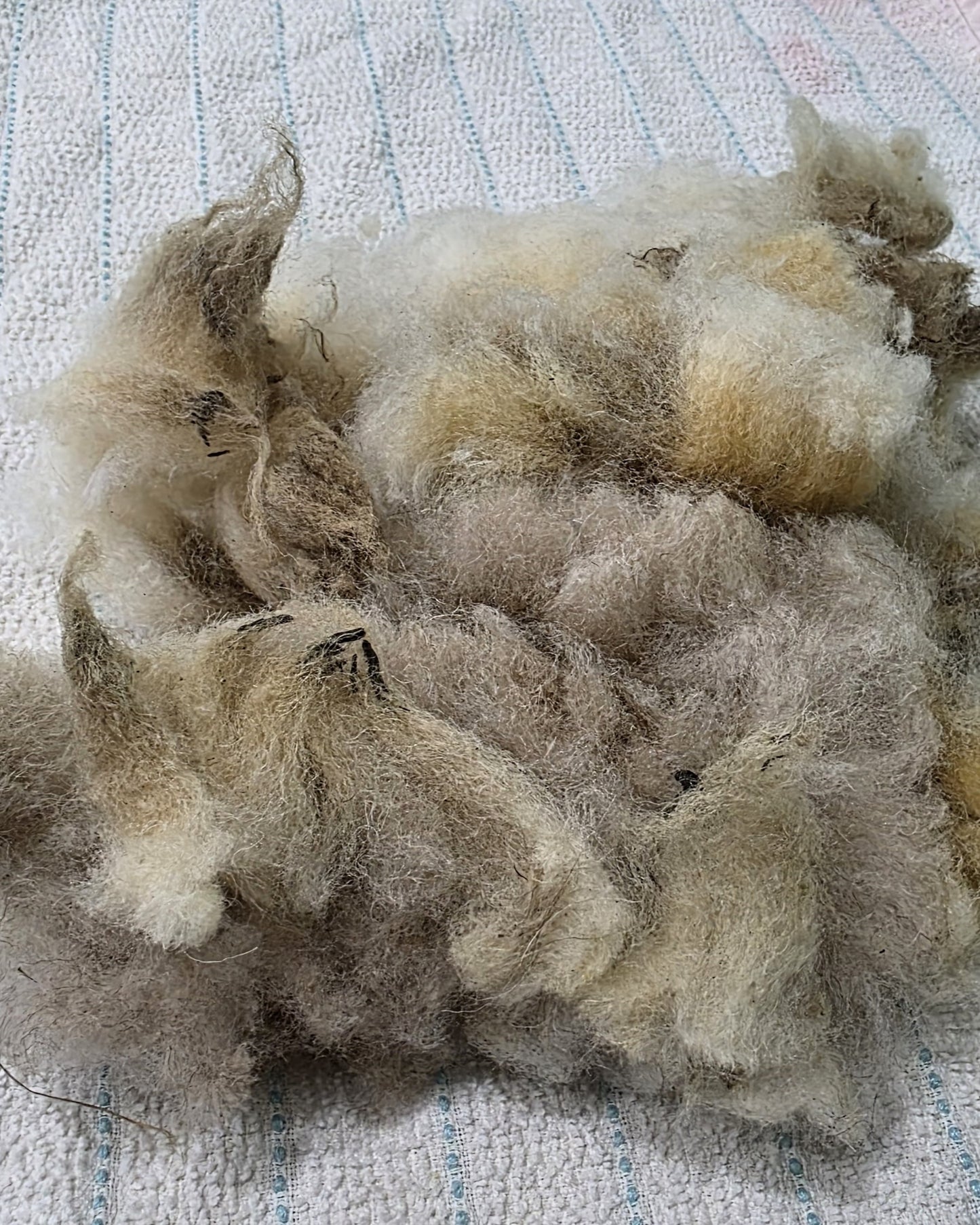 Raw Unwashed Unprocessed Wool
